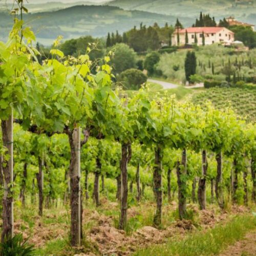 A-day-trip-from-Rome-to-Frascati-Wineries-with-Tasting-&amp;-Lunch