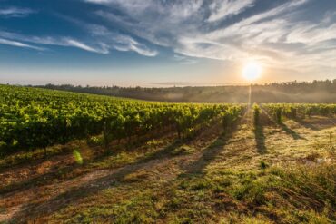 migliori cantine italiane